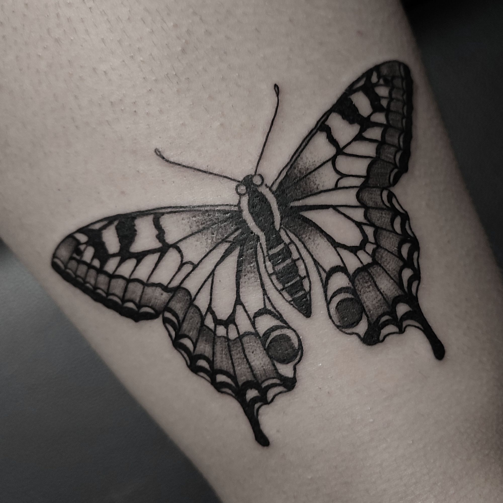 Butterfly